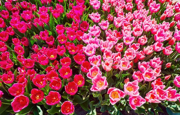 Closeup Colorful Tulipsenjoy Closeup View Bright — Stock Photo, Image