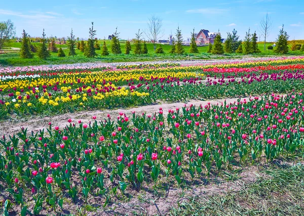 Das Bunte Tulpenfeld Dobropark Arboretum Kiewer Gebiet Ukraine — Stockfoto