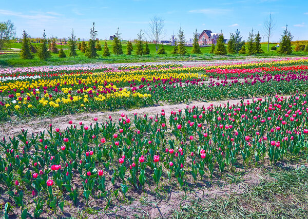 The colorful tulip field in Dobropark arboretum, Kyiv region, Ukraine