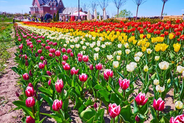 Die Langen Reihen Bunt Blühender Tulpen Dobropark Arboretum Kiewer Gebiet — Stockfoto