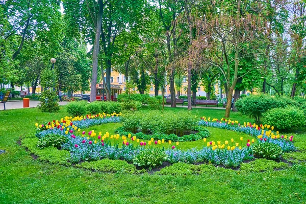 Los Coloridos Macizos Flores Ornamentales Con Ulips Taras Shevchenko Park — Foto de Stock