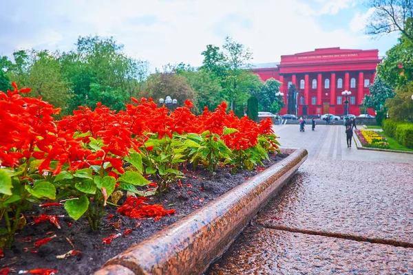 Łóżko Kwiatowe Czerwoną Salwią Kwitną Parku Tarasa Szewczenki Widokiem Czerwony — Zdjęcie stockowe