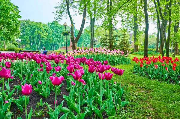 Enjoy Spring Taras Shevchenko Park Scenic Tulip Flower Beds Green — Stock Photo, Image