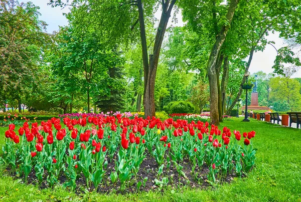 Temporada Primavera Verde Taras Shevchenko Park Con Parterres Tulipanes Escénicos — Foto de Stock