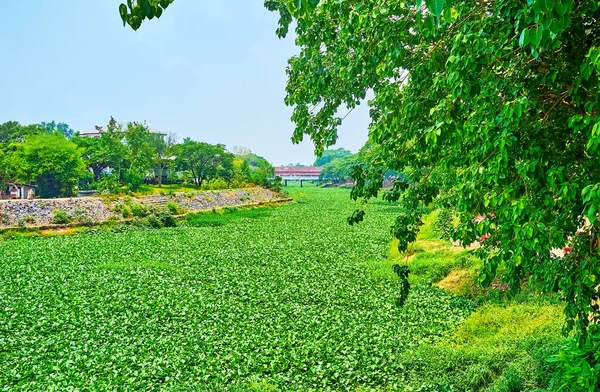 All the surface of Kuang River is covered with lush dense population of growing water hyacinth, Lamphun, Thailand