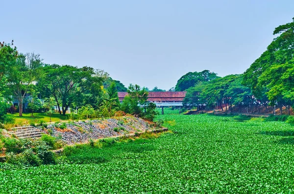 Lush Nature Lamphun View Kuang River Covered Carpet Water Hyacinth — Stock Photo, Image