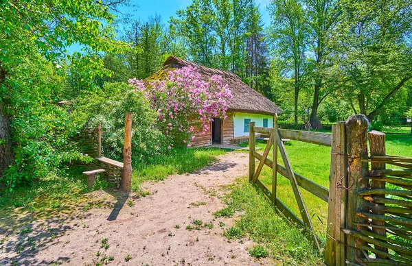 Vieille Porte Bois Ouverte Avec Une Pelouse Verte Lilas Fleurs — Photo