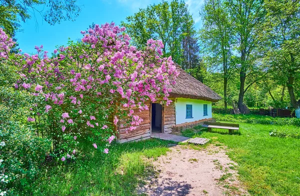 Сценічне Село Побілений Хата Кущем Квітучого Булака Зеленим Садом Кухні — стокове фото