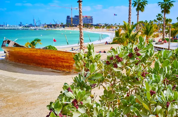Manzaralı Yeşil Bitkiler Mer Kumsalını Süslüyor Dubai Bae — Stok fotoğraf