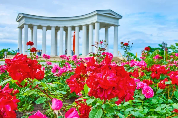 Los Pintorescos Macizos Flores Color Rojo Rosa Frente Vorontsov Palace — Foto de Stock