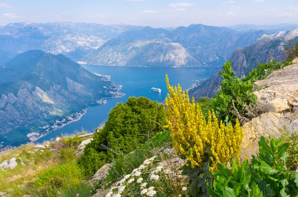 Die Bergblumen — Stockfoto