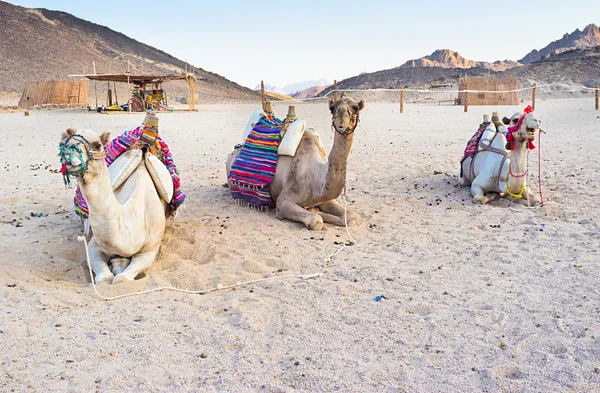 Tres camellos — Foto de Stock