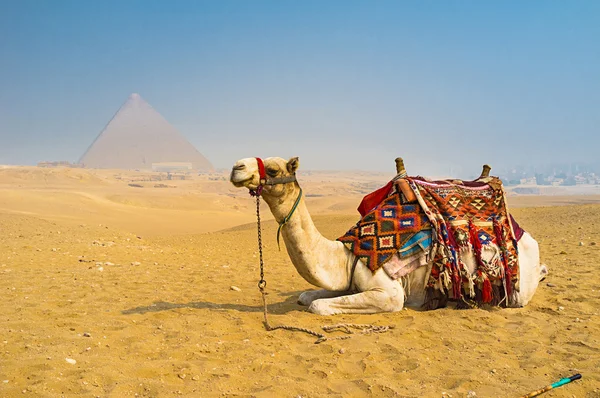 O transporte do deserto — Fotografia de Stock