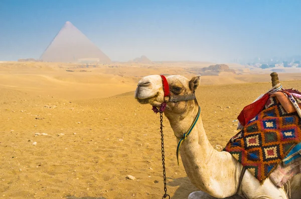 Den vita kamelen — Stockfoto