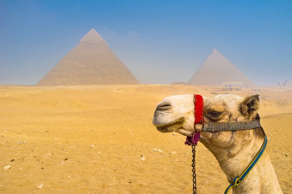 Η καμήλα — Φωτογραφία Αρχείου
