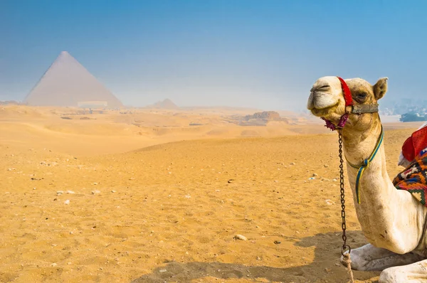 Tired camel — Stock Photo, Image