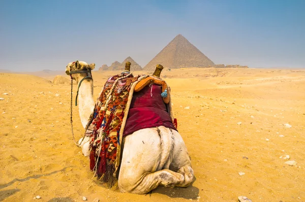 De weergave met een kameel — Stockfoto