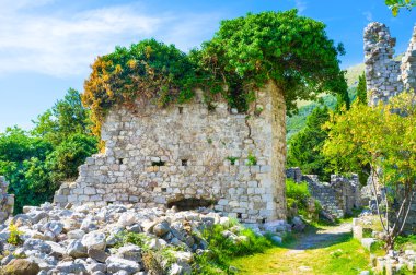 Duvardaki bitkiler