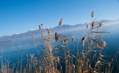 Reed donmuş göl üzerinde