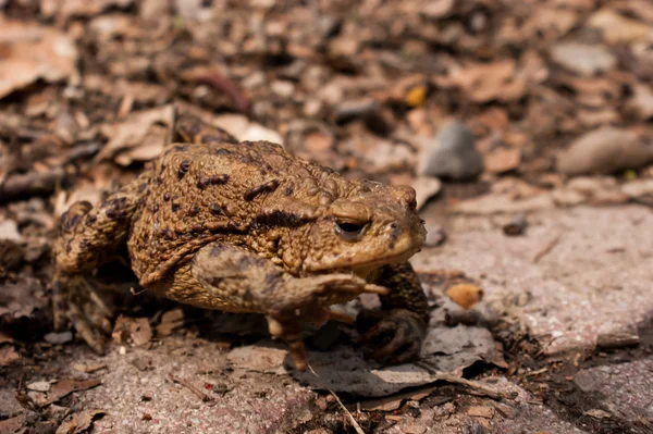 Earthen toad — Stock Photo, Image