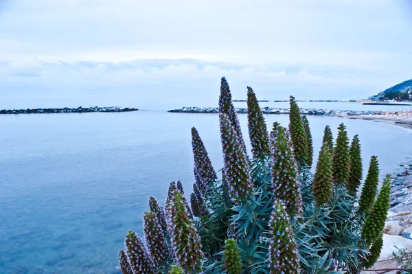 The evening beach — Stock Photo, Image