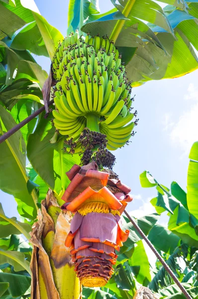 The flower of banana — Stock Photo, Image