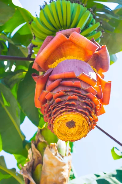 Banán virágzat — Stock Fotó
