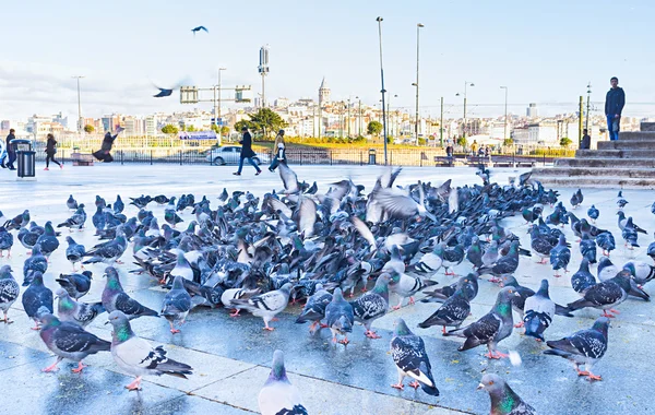 The pigeons — Stock Photo, Image