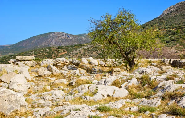 The lonely tree — Stock Photo, Image