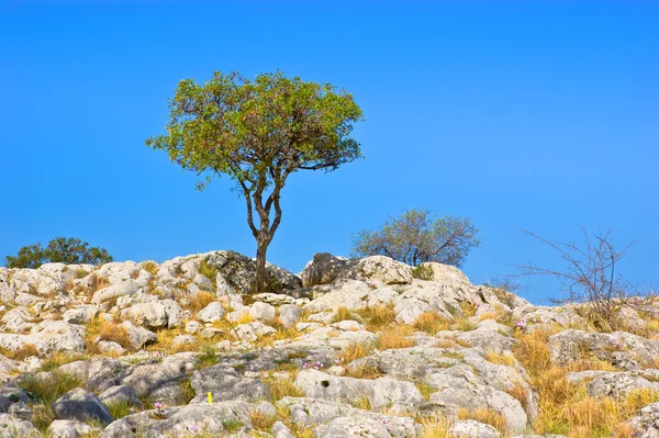 Die Felsen — Stockfoto