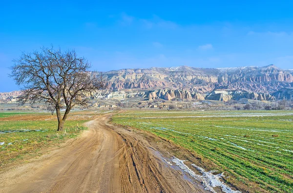 The lonely tree — Stock Photo, Image