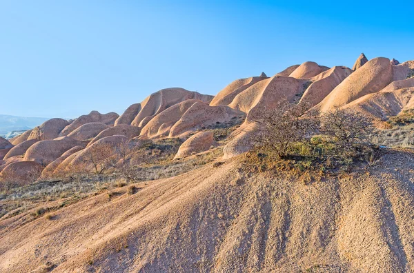 The bush on the rocks — Stock Photo, Image