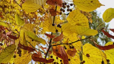 Ihlamur tanecikleri parlak sarı yapraklara dayanan soluk frenlerin altında asılı.