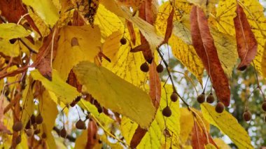 Soluk frenlerin altında asılı, ıhlamur cevizi kümeleri canlı sarı yapraklarla tezat oluşturuyor.