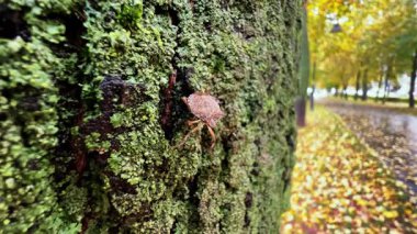 Kahverengi bir kokuşmuş böcek kabukta tembelce sürünür.