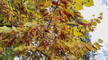 Sonbahar parkındaki ıhlamur dallarındaki sarı yapraklar.