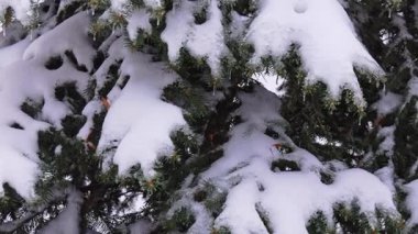 Huzurlu bir kış parkındaki yemyeşil bir çam ağacına yavaşça düşen kar.