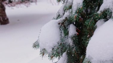 Güzel bir park ortamında taze karla kaplanmış çam ağacı.