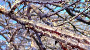Dondurucu yağmurdan sonra açık buza sarılı narin ağaç dallarının videosunu kapat