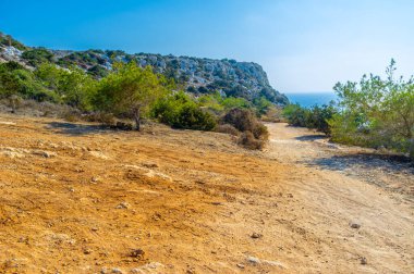 Cape Greco 'daki seyrek bir çam ormanı, hem zemini hem de ağaçları kaplayan ince bitki örtüsü ve beyaz tozla, koruluktan geçen toprak bir yol, Kıbrıs Rum Kesimi Ayia Napa,