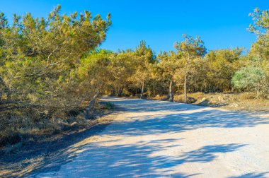 Cape Greco 'da bir çam ormanı, hem zemini hem de ağaçları kaplayan beyaz toz, koruluktan geçen toprak bir yol, Ayia Napa, Kıbrıs Rum Kesimi,