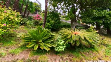 Yamacın manzarası, çiçek açan kamelya çalıları, sago palmiyeleri, rododendronlar ve diğer bitkilerle kaplı, Lugano Gölü, Lugano Gölü, İsviçre