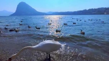 Lugano Gölü 'ndeki beyaz kuğu sürüsü Monte San Salvatore, Lugano, İsviçre ile birlikte Alp manzarasına karşı.