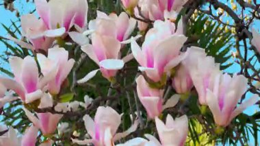 Zambak manolyasının (magnolia liiflora) büyük ve parlak beyaz-pembe çiçekleriyle sallanan dalları, baharda çiçek açar.