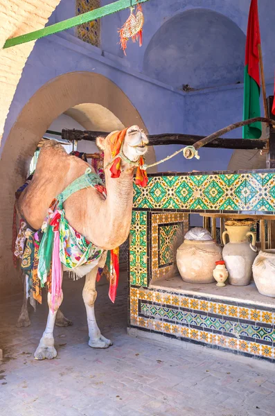 Das Kamel in Bir Barouta — Stockfoto
