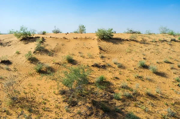 Dans le désert ouzbek — Photo