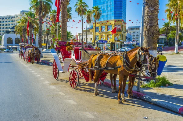 The hourses in Sousse — 图库照片