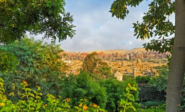 The lush park in urban desert
