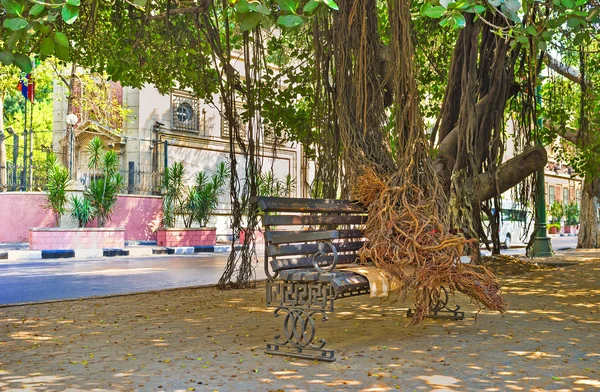 Banyan tree na Nile Corniche — Stock fotografie