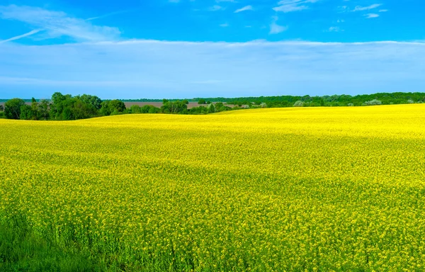 Ein Meer gelber Rapsblüten — Stockfoto